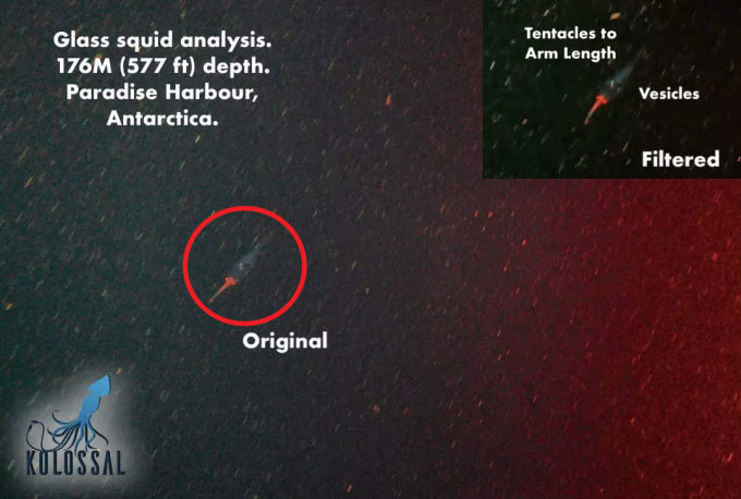 Scientists hunt 500kg giant squid by cruise ship Picture 2
