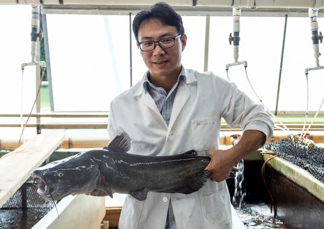 Scientists inject Chinese alligator genes into American catfish to create 'super fish' Picture 1