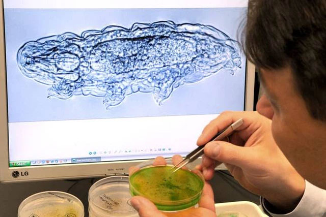 Scientists put the water bear into a quantum state and strangely, it still survived Picture 3