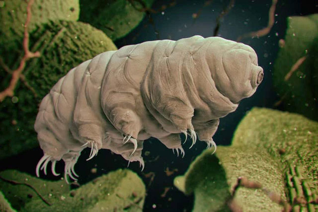 Scientists put the water bear into a quantum state and strangely, it still survived Picture 4