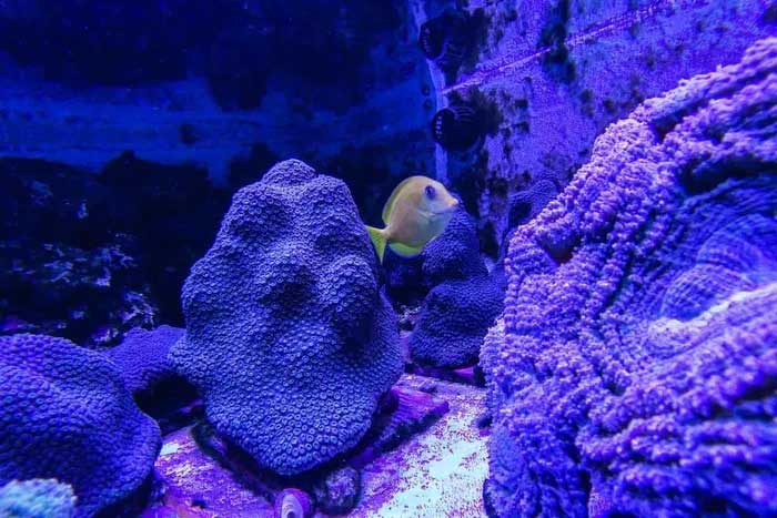 Picture 8 of Scientists recreate endangered coral species in the lab