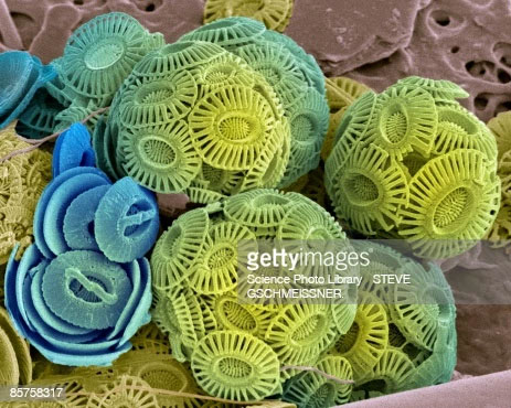 Picture 2 of Scientists show the importance of fish feces to ocean chemistry