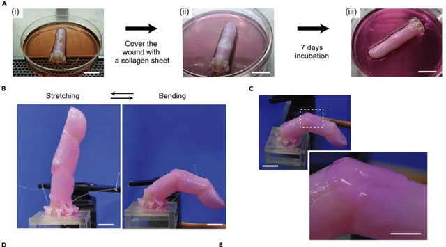 Scientists successfully make 'living skin' for robots from human cells Picture 3