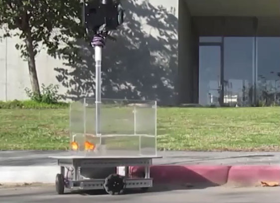 Picture 1 of Scientists train goldfish to 'drive' to get food