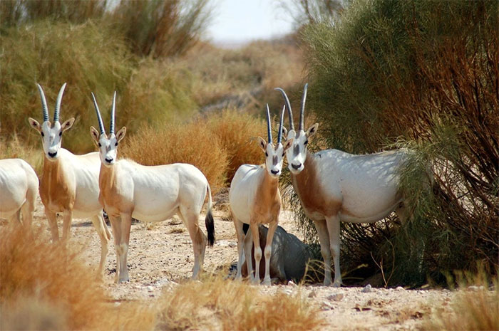 Picture 1 of Scimitar-horned oryx revived after being declared extinct