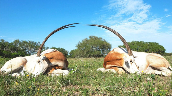 Picture 2 of Scimitar-horned oryx revived after being declared extinct