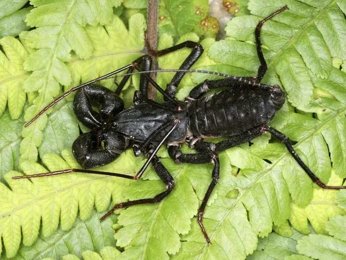Picture 1 of Scorpions spray acid to make enemies run away, Vietnam is full of them!