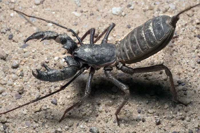 Picture 2 of Scorpions spray acid to make enemies run away, Vietnam is full of them!