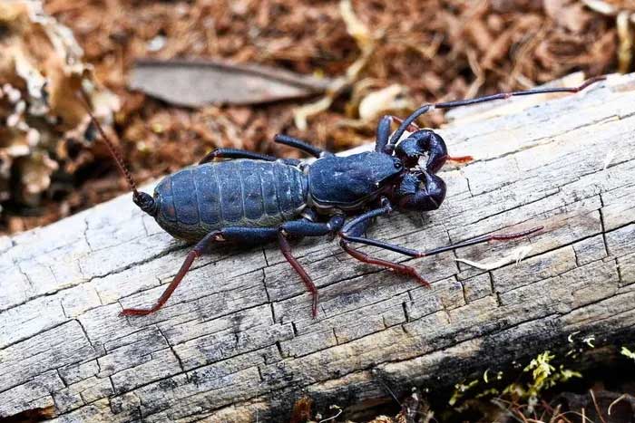 Picture 3 of Scorpions spray acid to make enemies run away, Vietnam is full of them!