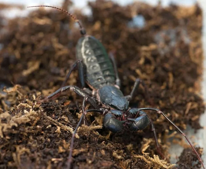 Picture 4 of Scorpions spray acid to make enemies run away, Vietnam is full of them!