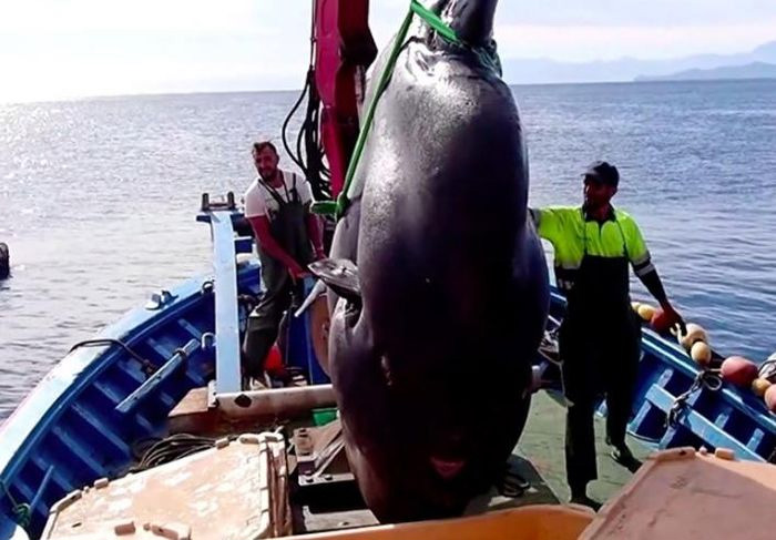 Picture 1 of 'Sea monster' weighing 2 tons fell into the fisherman's net