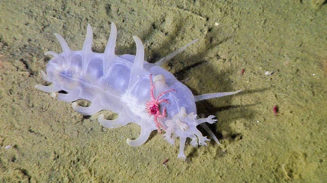 Picture 1 of Sea Pig - One of the strangest animals under the sea
