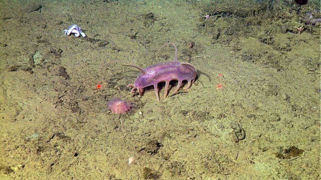 Picture 2 of Sea Pig - One of the strangest animals under the sea