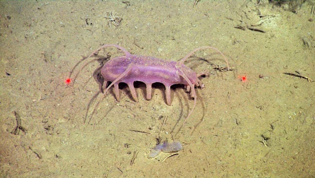 Picture 4 of Sea Pig - One of the strangest animals under the sea