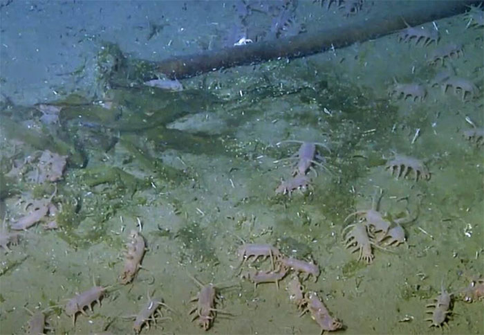 Picture 6 of Sea Pig - One of the strangest animals under the sea
