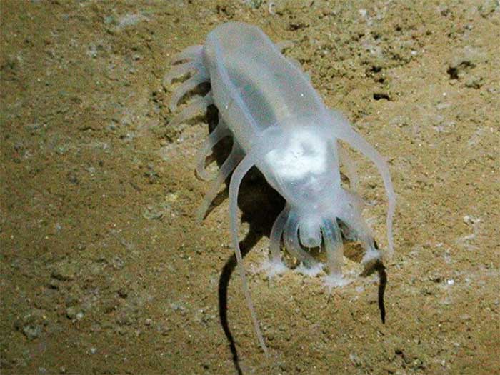 Picture 7 of Sea Pig - One of the strangest animals under the sea