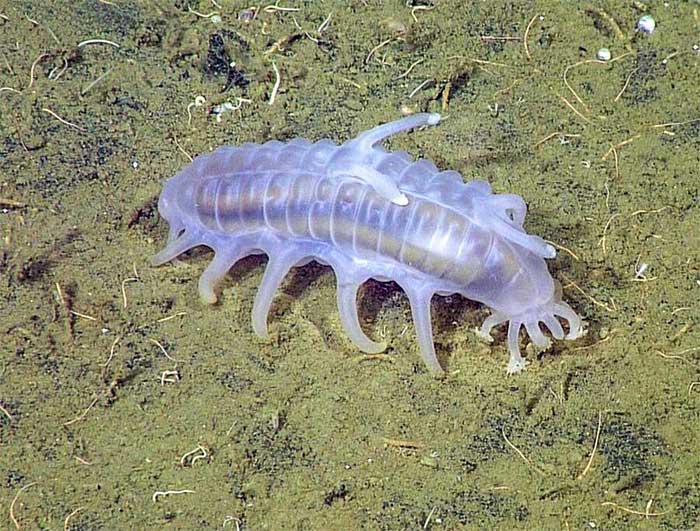 Picture 8 of Sea Pig - One of the strangest animals under the sea