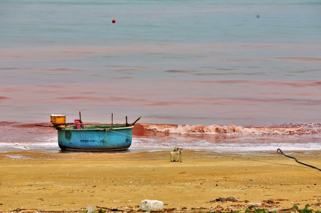 Picture 2 of Sea water in Cam Xuyen district, Ha Tinh appears a strange red streak 3km long