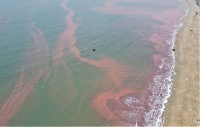 Picture 6 of Sea water in Cam Xuyen district, Ha Tinh appears a strange red streak 3km long
