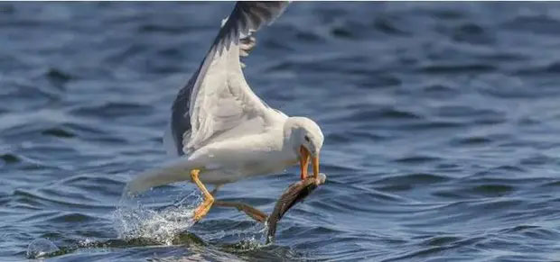 Picture 3 of Seagulls are becoming 'bad' with a series of outrageous behaviors, caused by humans!