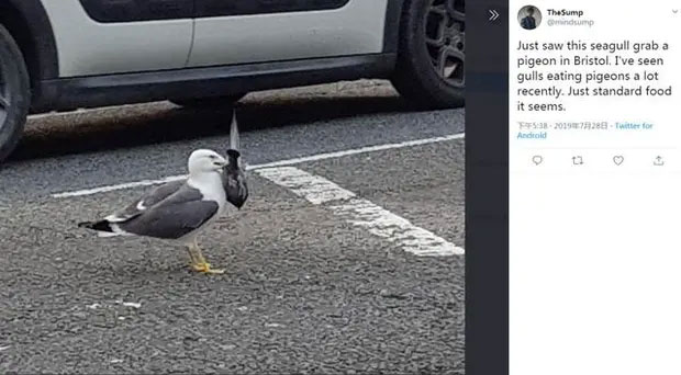 Picture 4 of Seagulls are becoming 'bad' with a series of outrageous behaviors, caused by humans!