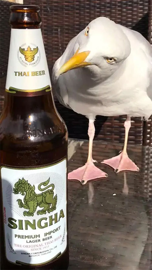 Picture 5 of Seagulls are becoming 'bad' with a series of outrageous behaviors, caused by humans!