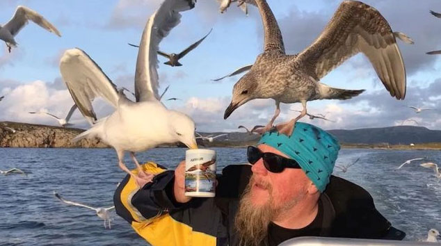 Picture 6 of Seagulls are becoming 'bad' with a series of outrageous behaviors, caused by humans!