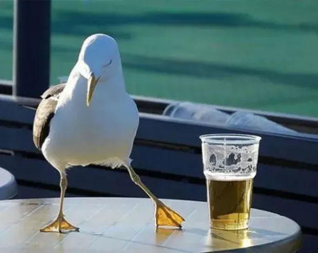 Picture 7 of Seagulls are becoming 'bad' with a series of outrageous behaviors, caused by humans!