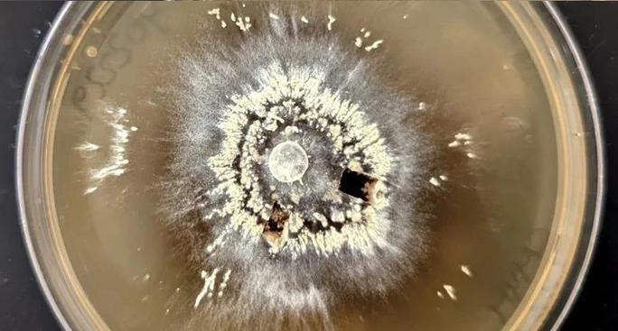 Picture 1 of Seamless creatures revived in 'hell' right on Earth