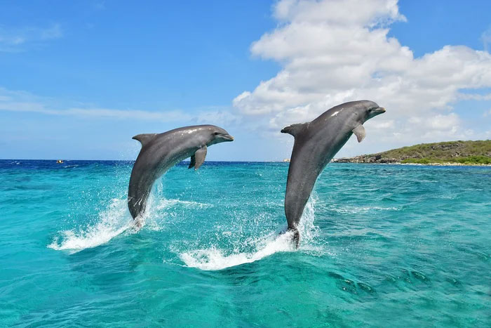 Picture 1 of Seawater is salty and cannot be drunk directly, how do dolphins replenish water?