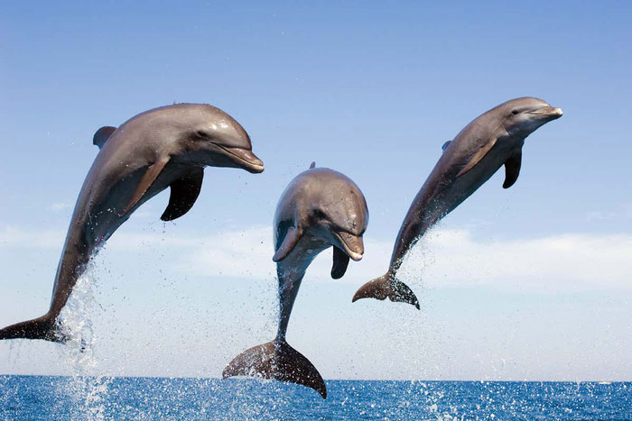 Picture 2 of Seawater is salty and cannot be drunk directly, how do dolphins replenish water?