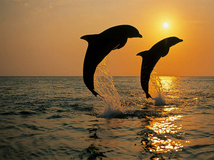 Picture 3 of Seawater is salty and cannot be drunk directly, how do dolphins replenish water?