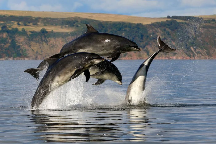 Picture 5 of Seawater is salty and cannot be drunk directly, how do dolphins replenish water?