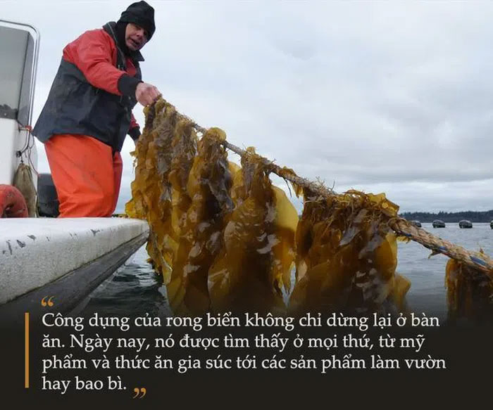 Picture 1 of Seaweed - Strange 'treasure' but especially useful in securing the future of mankind