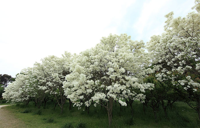 Picture 1 of See 3 extremely rare snow flowers that are under national protection in China