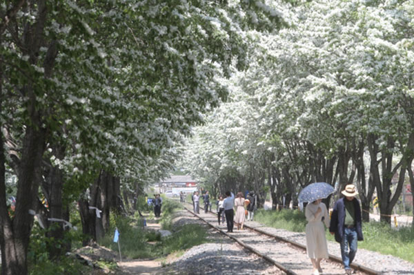 Picture 10 of See 3 extremely rare snow flowers that are under national protection in China