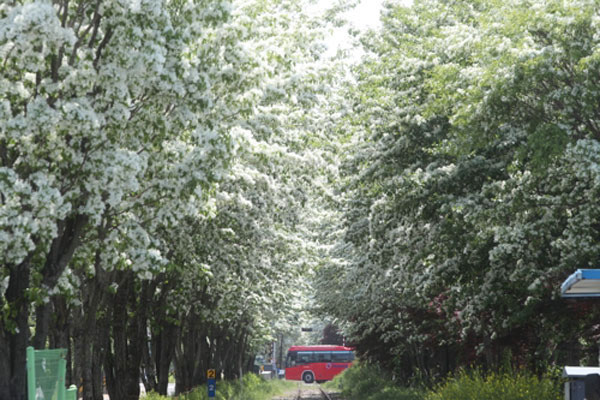 Picture 11 of See 3 extremely rare snow flowers that are under national protection in China