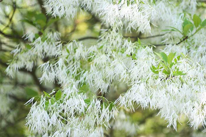 Picture 2 of See 3 extremely rare snow flowers that are under national protection in China