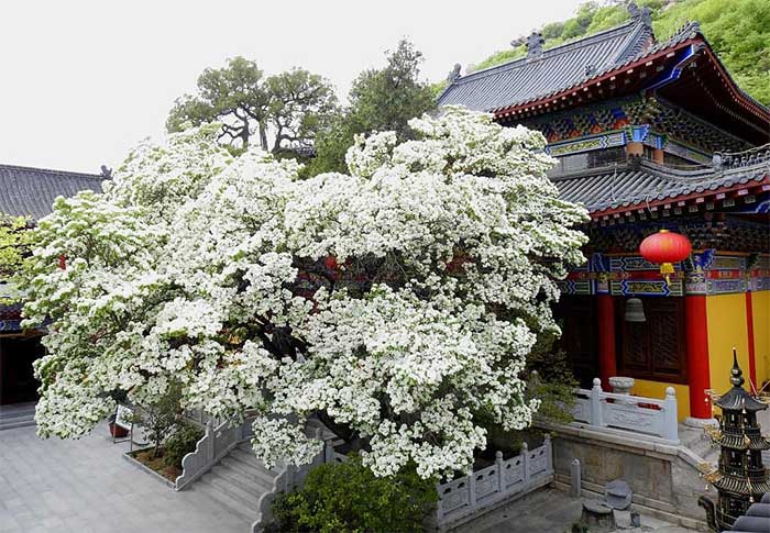 Picture 3 of See 3 extremely rare snow flowers that are under national protection in China