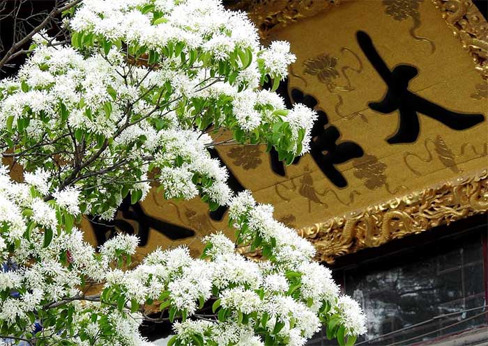 Picture 4 of See 3 extremely rare snow flowers that are under national protection in China
