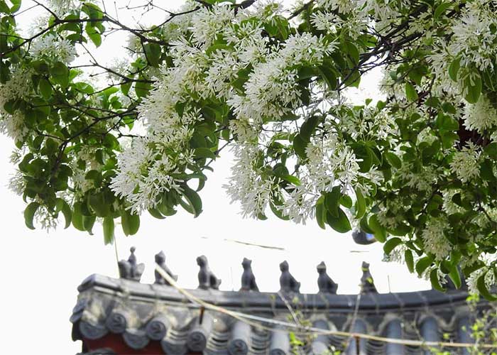 Picture 5 of See 3 extremely rare snow flowers that are under national protection in China