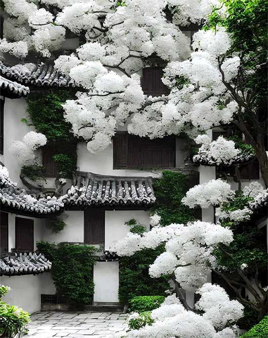 Picture 7 of See 3 extremely rare snow flowers that are under national protection in China