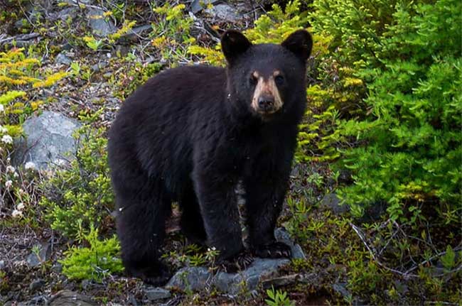 See the beauty of mysterious black animals