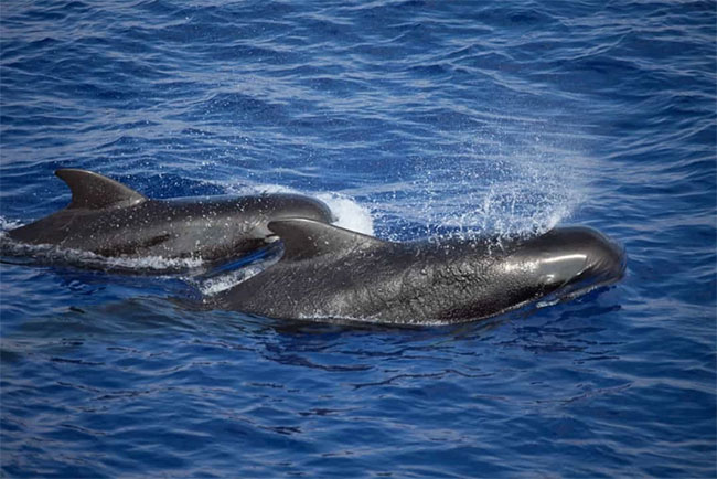 Picture 10 of See the beauty of mysterious black animals