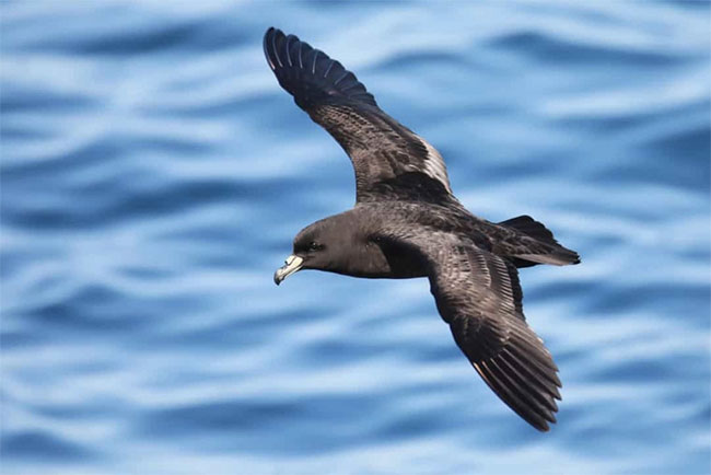 Picture 12 of See the beauty of mysterious black animals