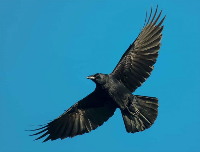 See the beauty of mysterious black animals