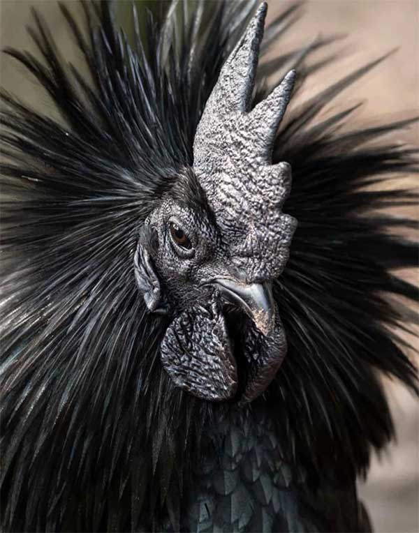 Picture 7 of See the beauty of mysterious black animals