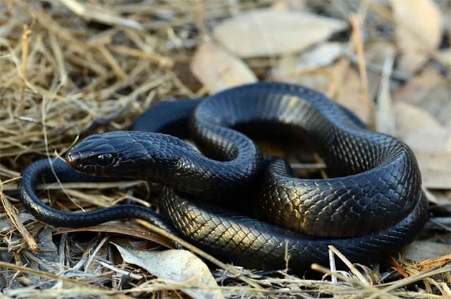 Picture 8 of See the beauty of mysterious black animals