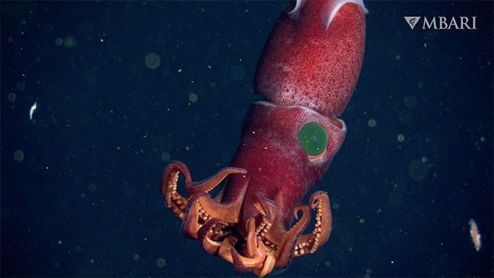 See the mysterious beauty of strawberry squid with strange eyes Picture 1