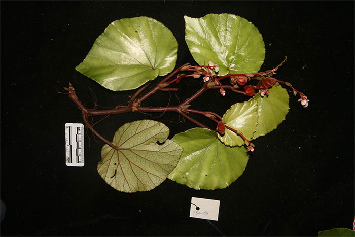Picture 2 of See the new plant species just discovered at Dakrong Nature Reserve